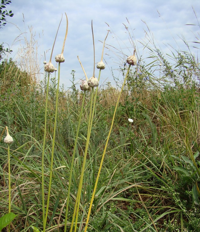 Изображение особи Allium sativum.