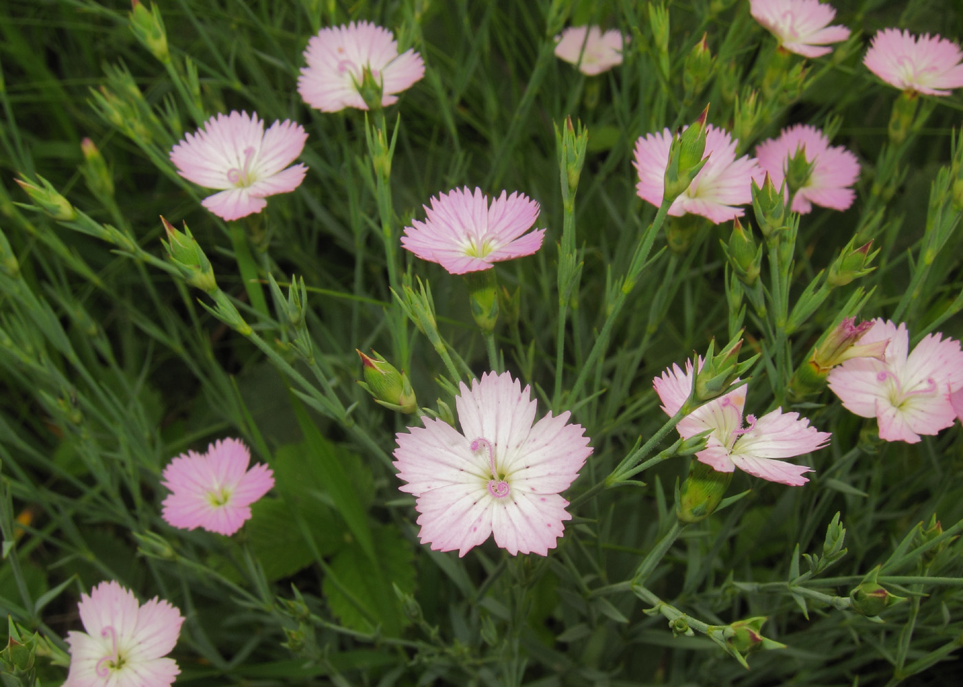 Image of Dianthus versicolor specimen.