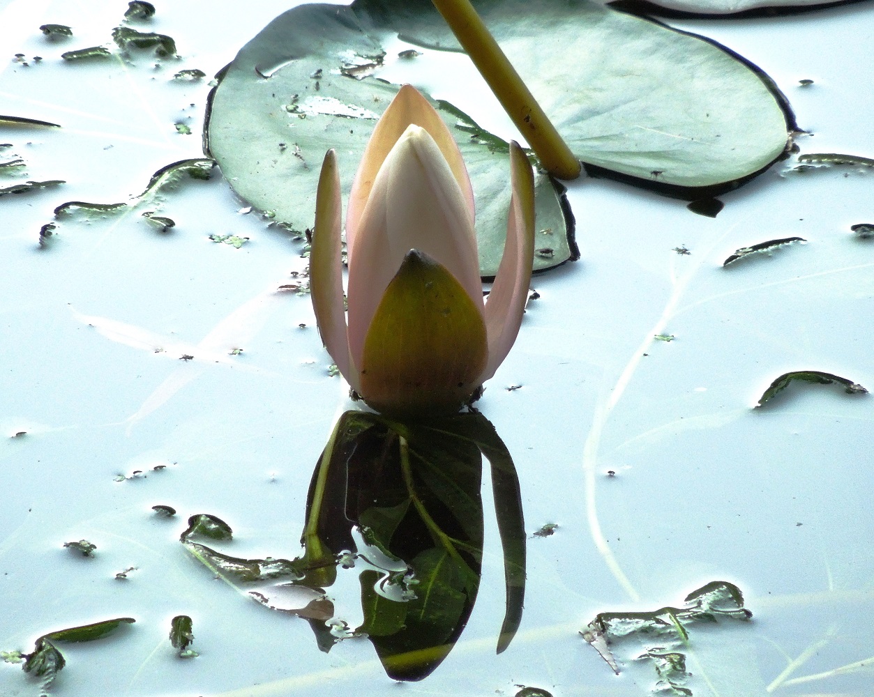 Image of genus Nymphaea specimen.