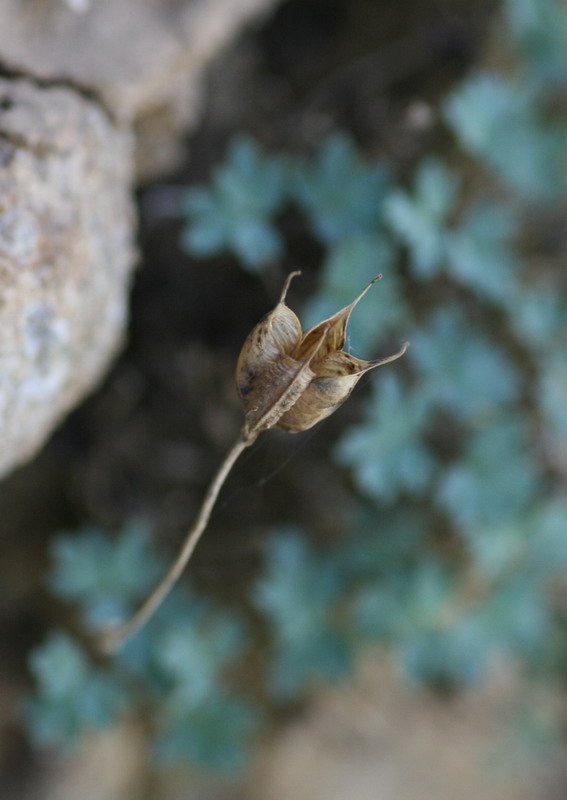 Image of Paraquilegia caespitosa specimen.