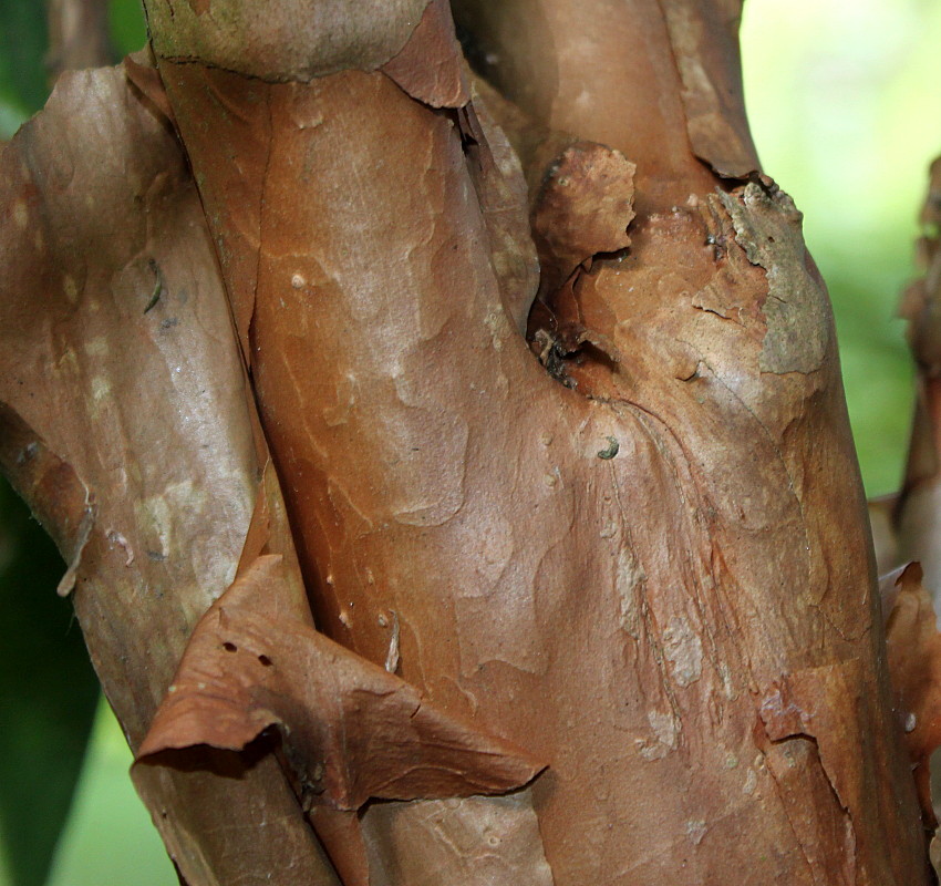 Image of Hydrangea strigosa specimen.