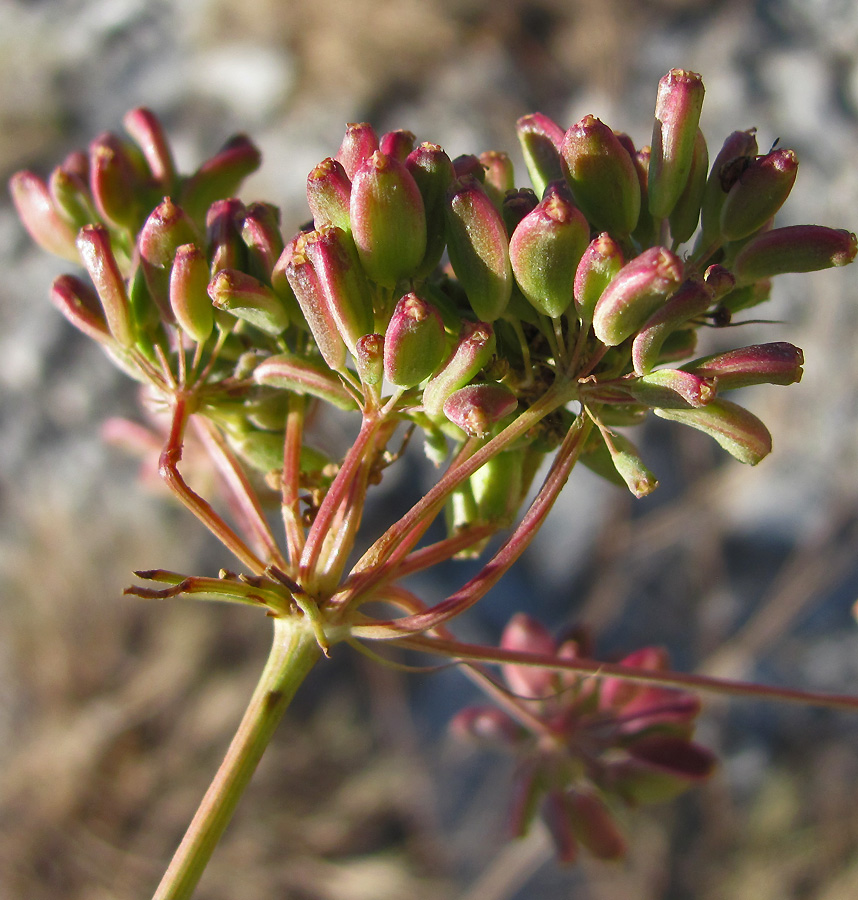 Изображение особи Peucedanum tauricum.