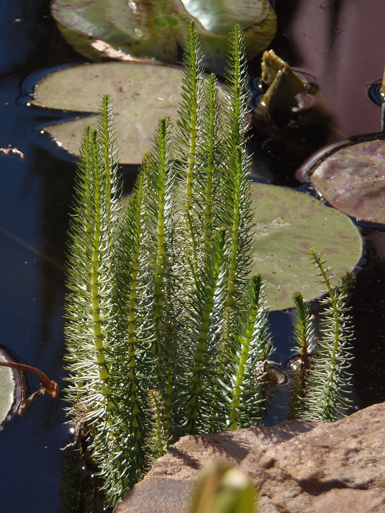 Изображение особи Hippuris vulgaris.