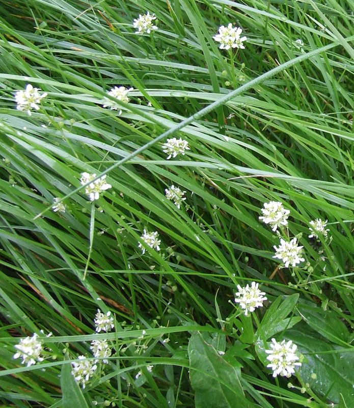 Image of genus Cochlearia specimen.