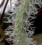 Смотреть изображение Sanguisorba canadensis