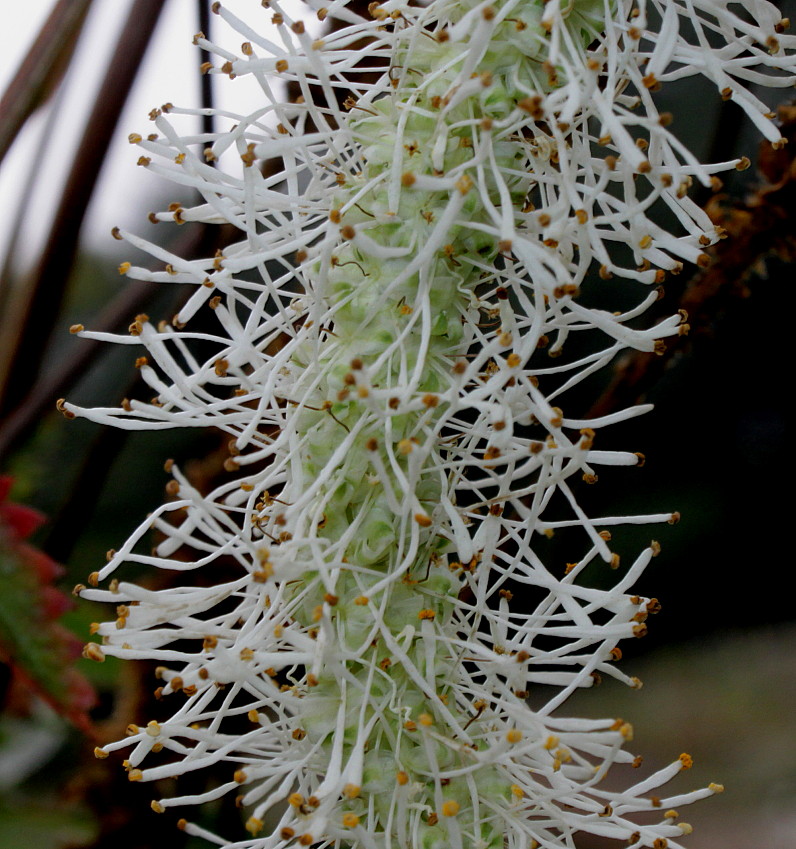 Image of Sanguisorba canadensis specimen.