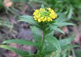 Erysimum cheiranthoides