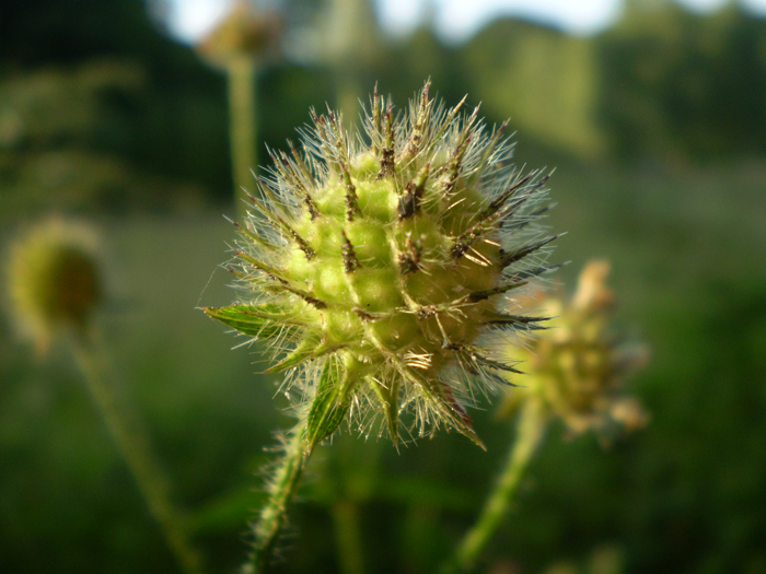 Image of Dipsacus pilosus specimen.