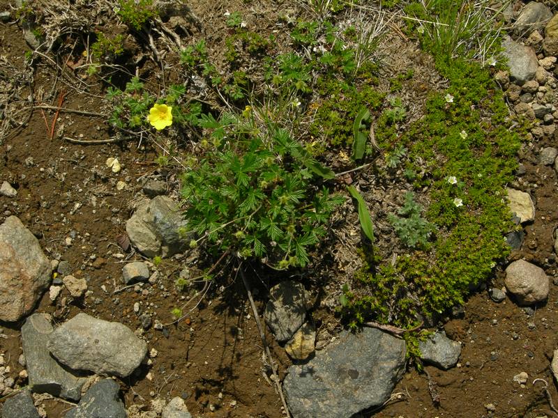 Image of Potentilla vulcanicola specimen.