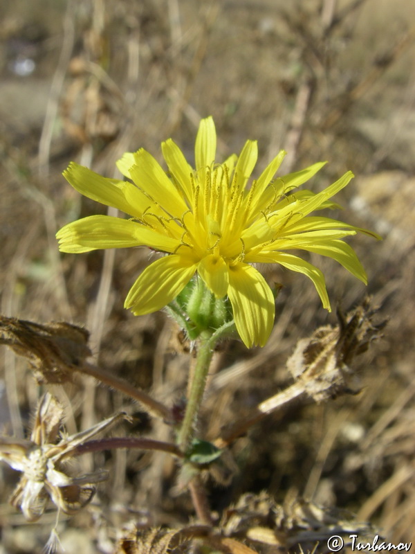 Изображение особи Helminthotheca echioides.