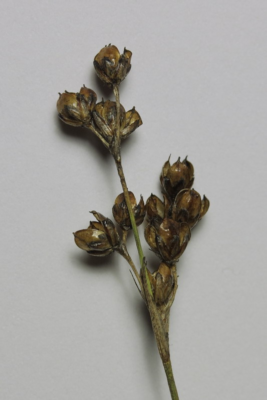 Image of Juncus compressus specimen.