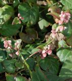 Fallopia convolvulus