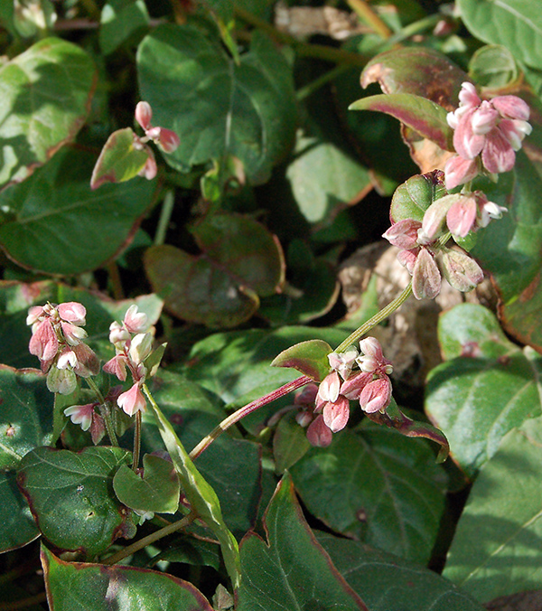 Изображение особи Fallopia convolvulus.