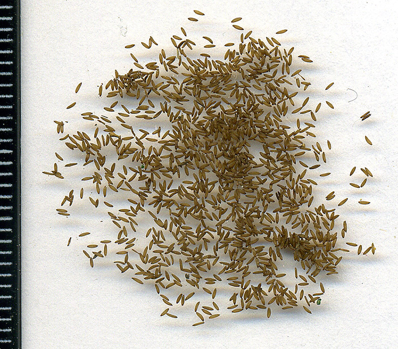 Image of Solidago virgaurea specimen.