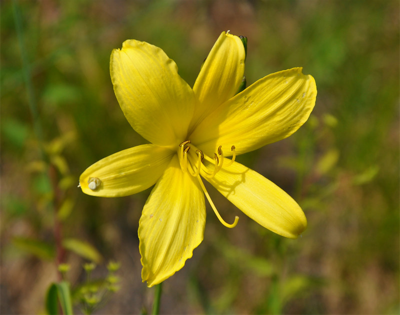 Изображение особи Hemerocallis minor.