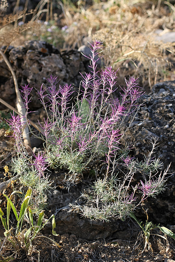 Image of Rhaphidophyton regelii specimen.