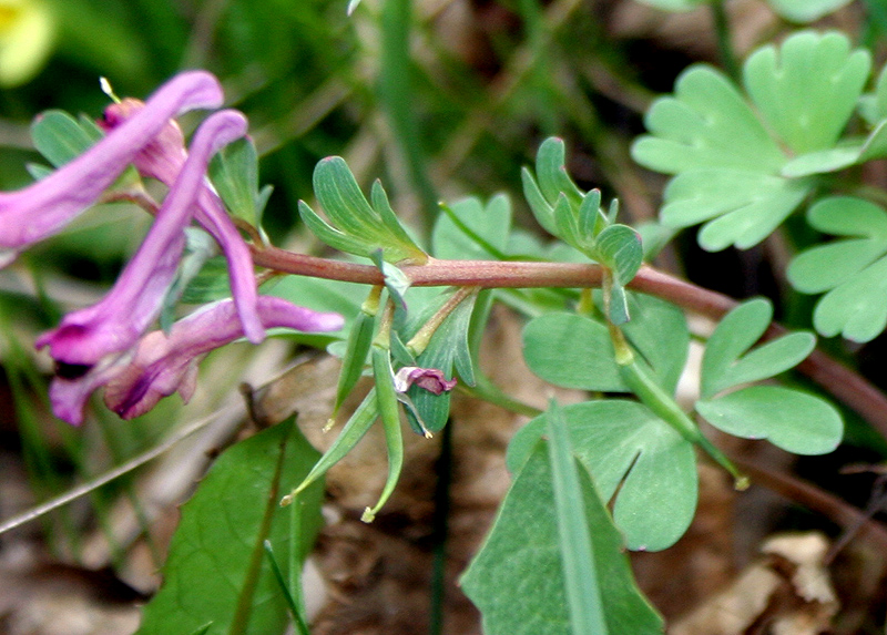 Изображение особи Corydalis paczoskii.