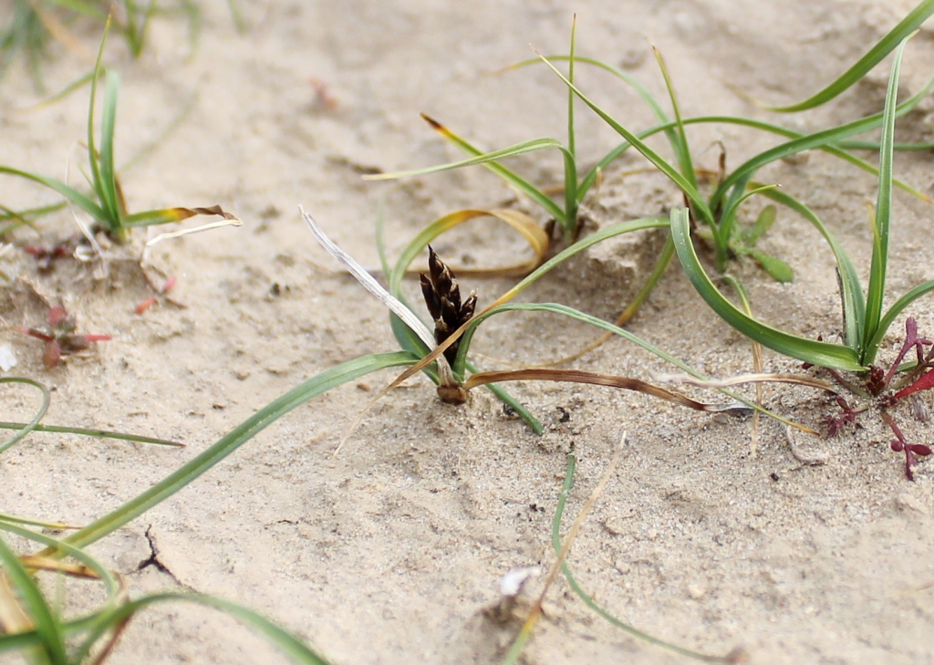 Image of genus Carex specimen.