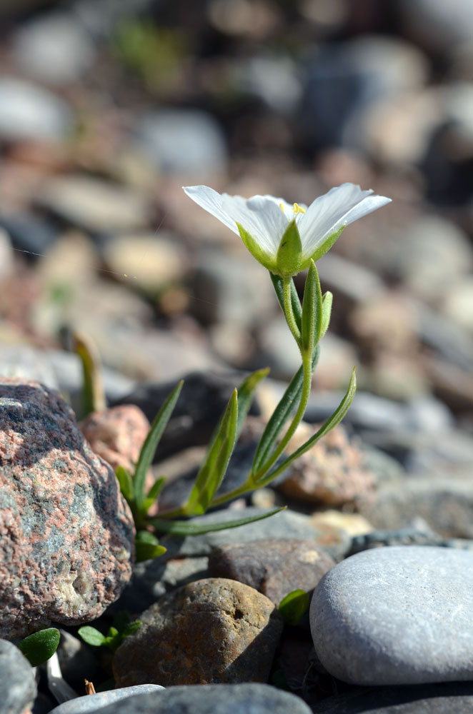 Image of Cerastium bungeanum specimen.