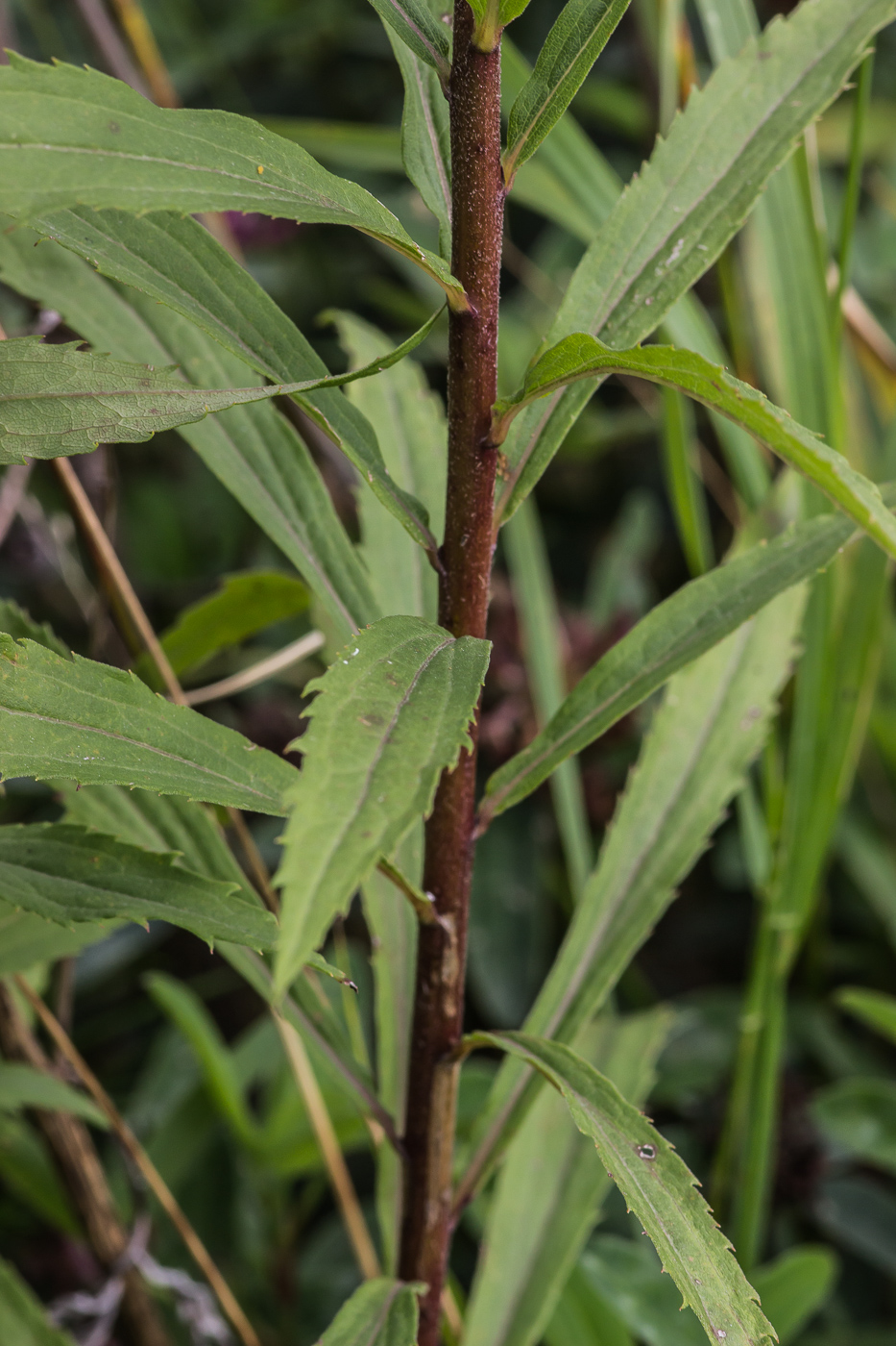 Image of Solidago canadensis specimen.