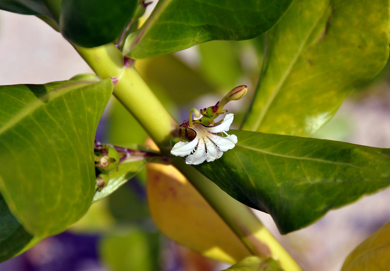 Изображение особи Scaevola taccada.