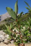 Salix caucasica. Верхушка ветви с соплодиями. Адыгея, Кавказский биосферный заповедник, южный склон горы Оштен, исток р. Мутный Тепляк, субальпийский пояс, ≈ 2100 м н.у.м., каменистая осыпь. 30.08.2015.