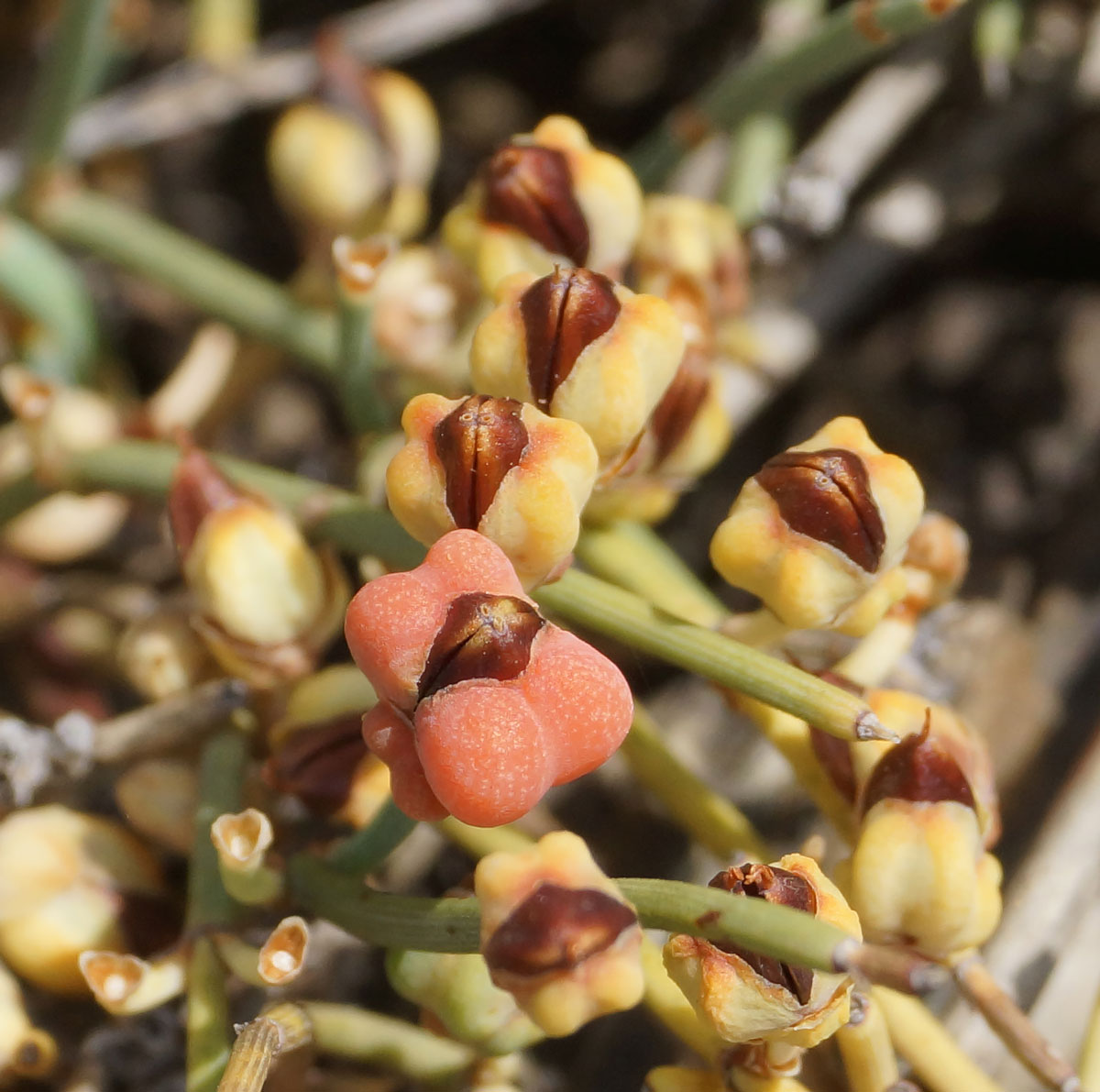 Изображение особи Ephedra dahurica.