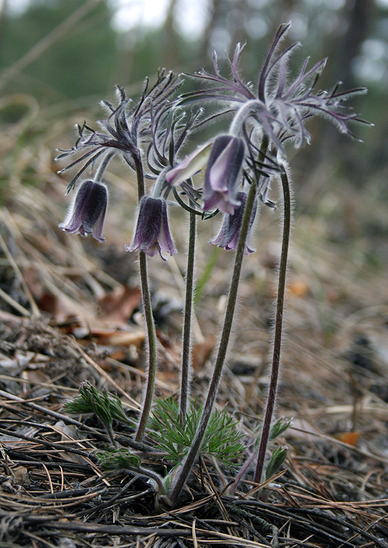 Изображение особи Pulsatilla pratensis.