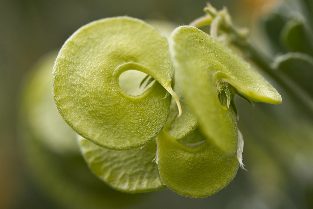 Image of Medicago arborea specimen.
