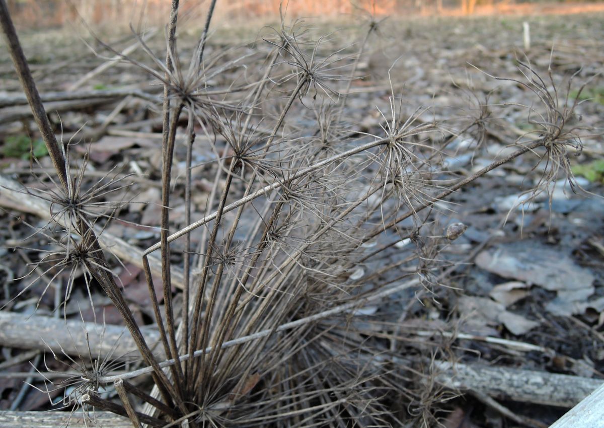 Image of Heracleum sosnowskyi specimen.