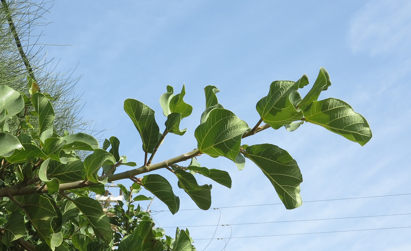 Image of Ficus sycomorus specimen.