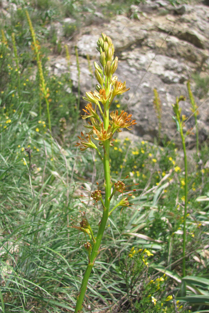 Image of Eremurus jungei specimen.