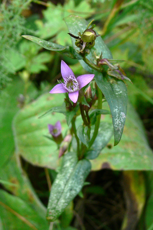 Image of Gentianella amarella specimen.