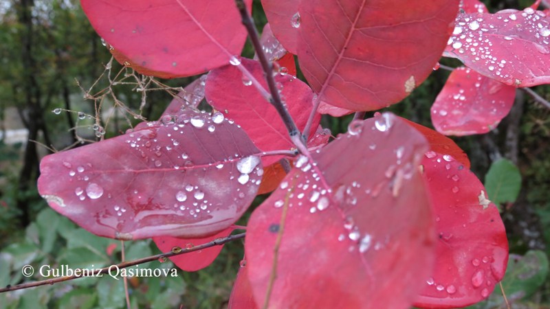 Image of Cotinus coggygria specimen.