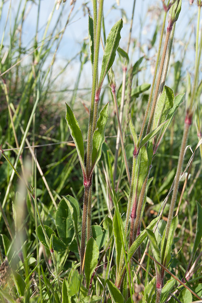 Изображение особи Silene nutans.