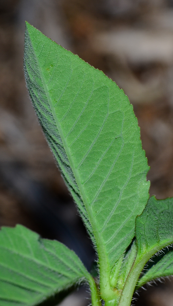 Image of Euphorbia heterophylla specimen.