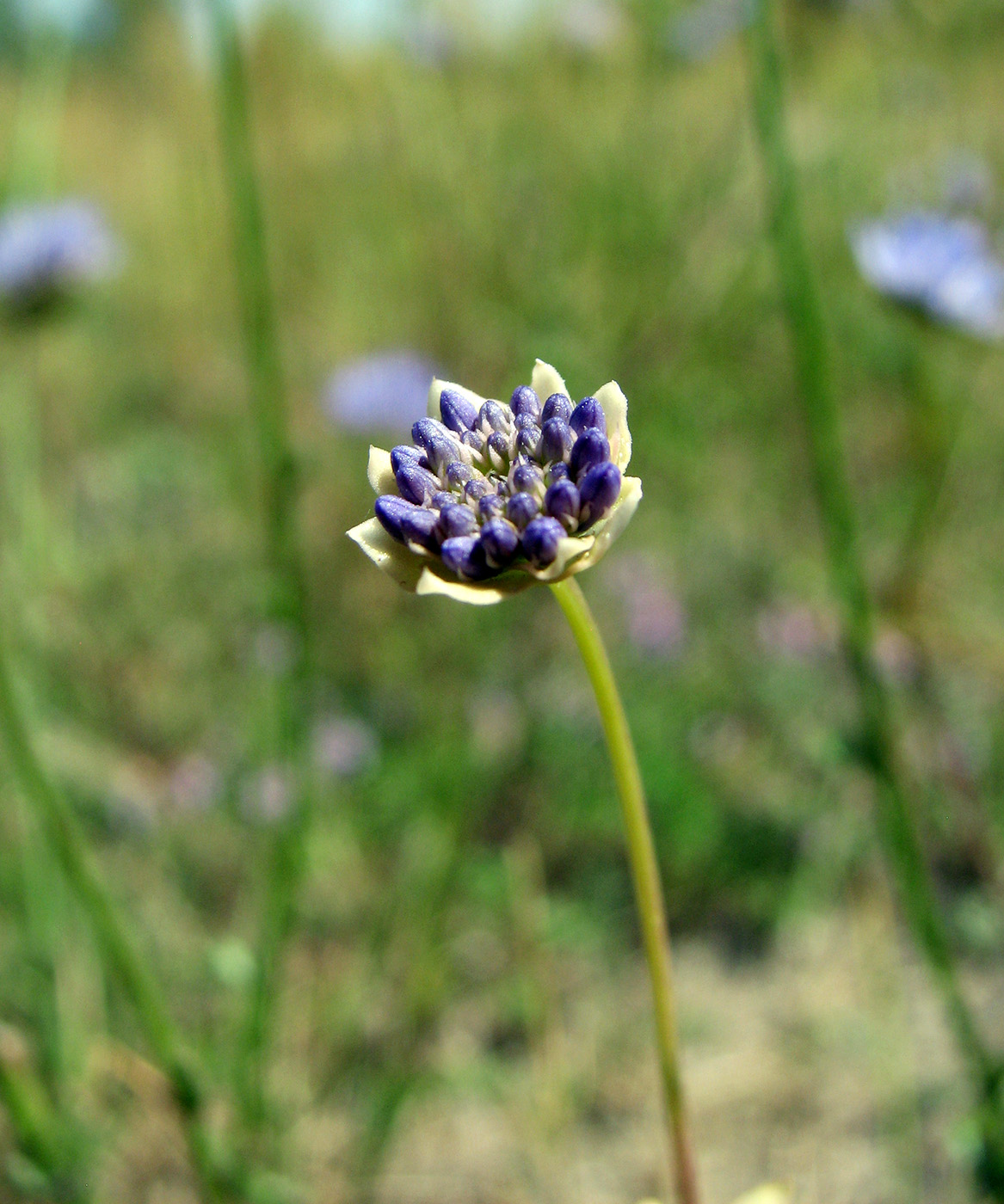 Image of Jasione montana specimen.