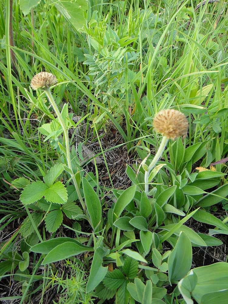 Изображение особи Aster serpentimontanus.