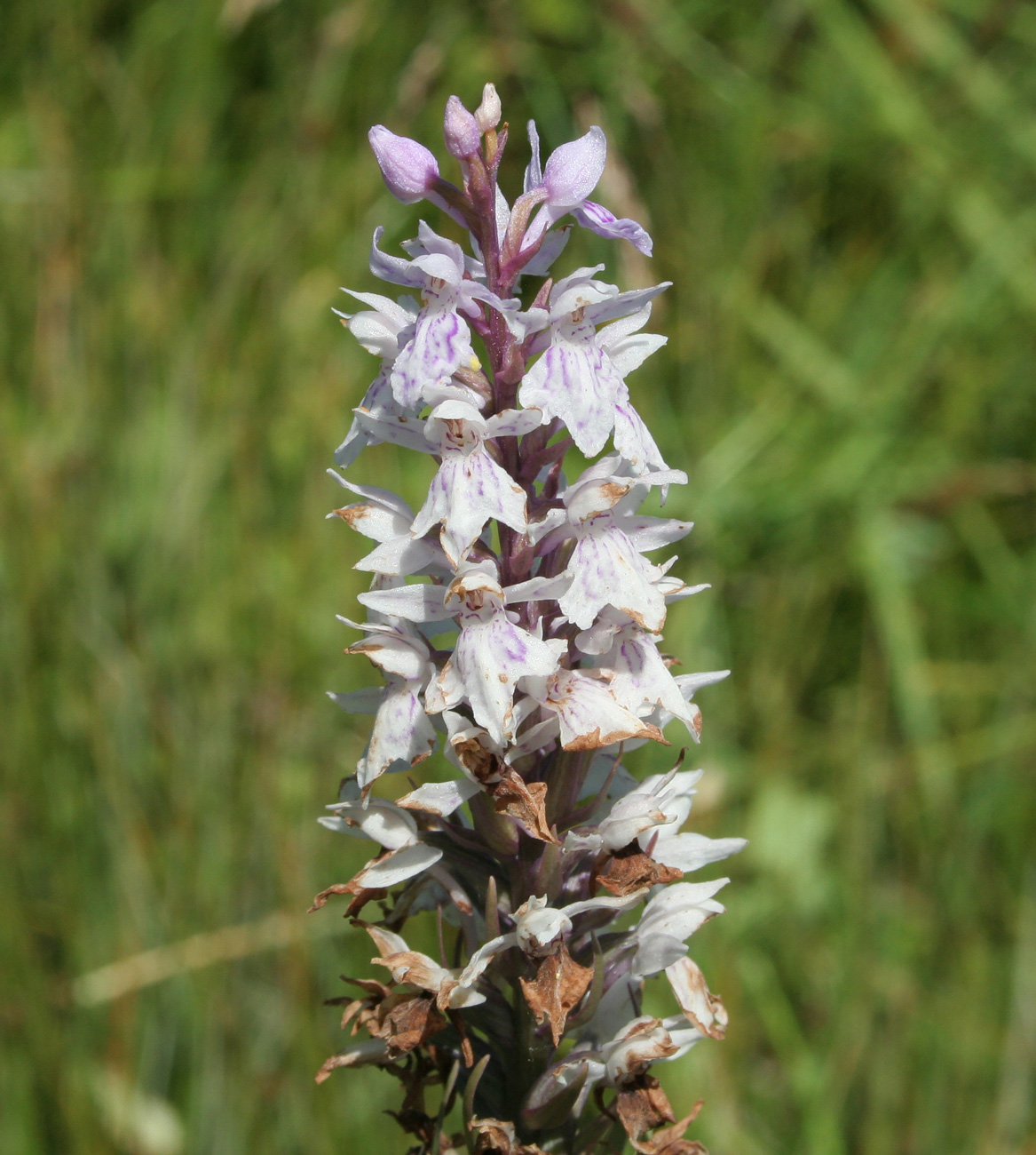 Image of Dactylorhiza fuchsii specimen.