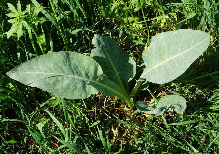 Image of Ligularia altaica specimen.