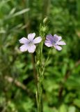 Linum stelleroides. Верхушка цветущего растения. Приморье, ЗАТО г. Фокино, о. Путятина, разнотравный луг. 17.08.2016.