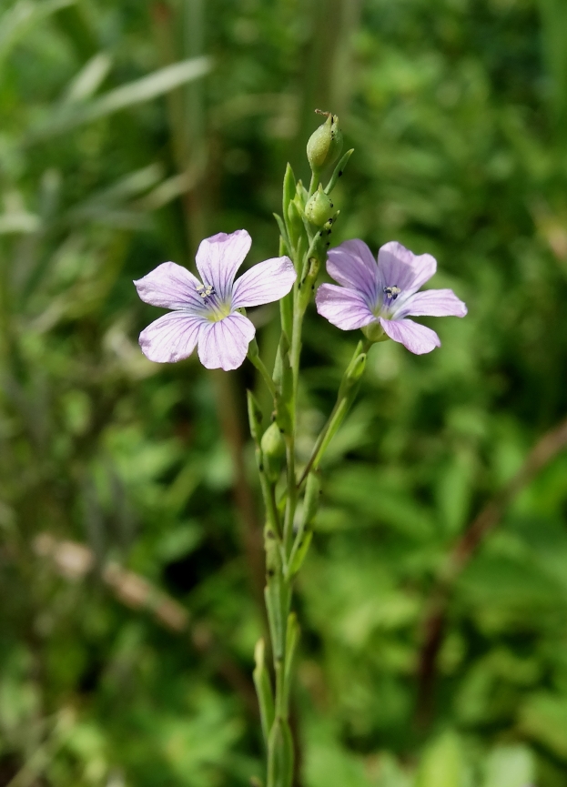 Изображение особи Linum stelleroides.