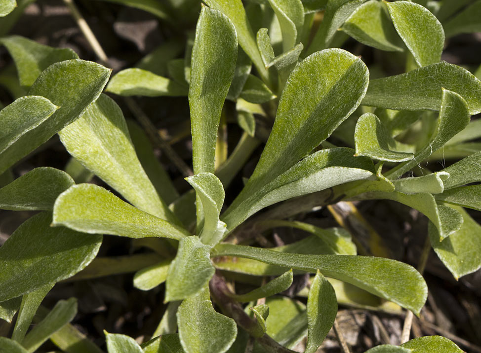 Image of Antennaria dioica specimen.