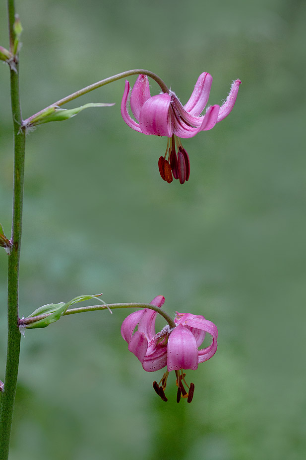 Image of Lilium pilosiusculum specimen.