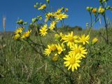 Senecio erucifolius. Верхушка цветущего растения. Южный Казахстан, Таласский Алатау, окр. запов. Аксу-Жабаглы, горы Таскора, остепненный суходольный луг, 1350 м н.у.м. 18 июня 2016 г.