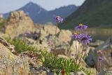 Aster alpinus