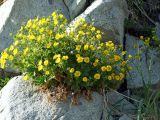 Potentilla fragiformis. Цветущее растение на скале. Магаданская обл., Ольский р-н, Ольское побережье, приморские скалы в окр. устья руч. Колчаковский. 21.06.2015.