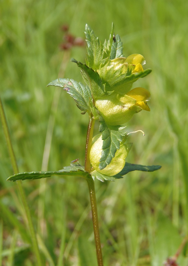 Изображение особи Rhinanthus minor.