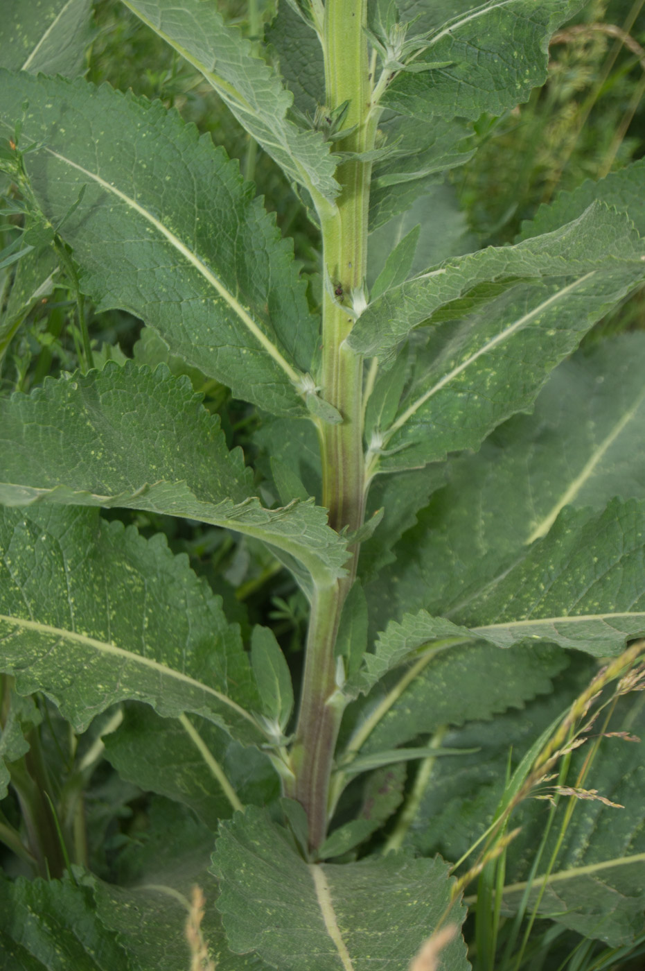 Image of Verbascum lychnitis specimen.