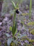 Ophrys sphegodes. Цветущее растение на обочине дороги. Испания, автономное сообщество Каталония, провинция Жирона, комарка Баш Эмпорда, муниципалитет Вилоприу. 17.03.2017.